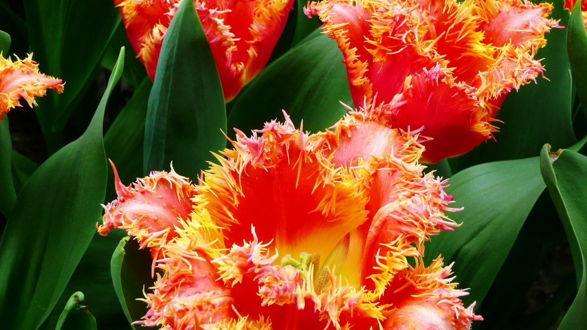 Обои растение, цветковое растение, лепесток, сад роз, цветочный букет в разрешении 1920x1080