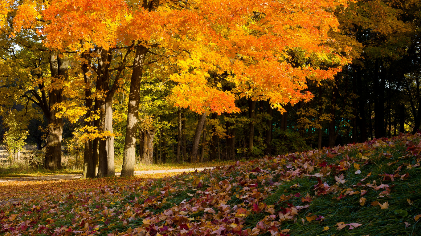 Обои дерево, лист, природа, осень, листопадные в разрешении 1366x768