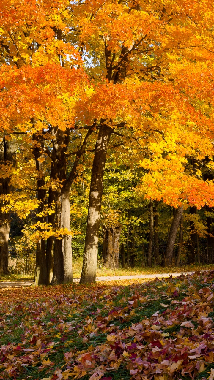 Обои дерево, лист, природа, осень, листопадные в разрешении 720x1280