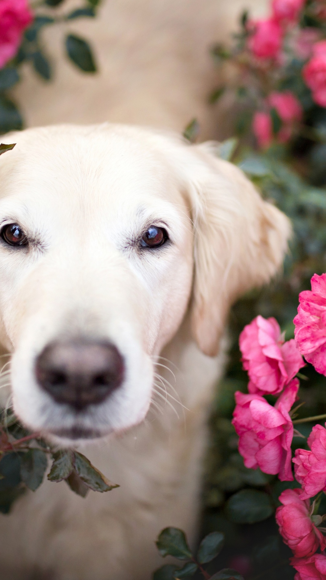 Обои золотистый ретривер розы, золотистый ретривер, щенок, собака папильон, кот в разрешении 1080x1920