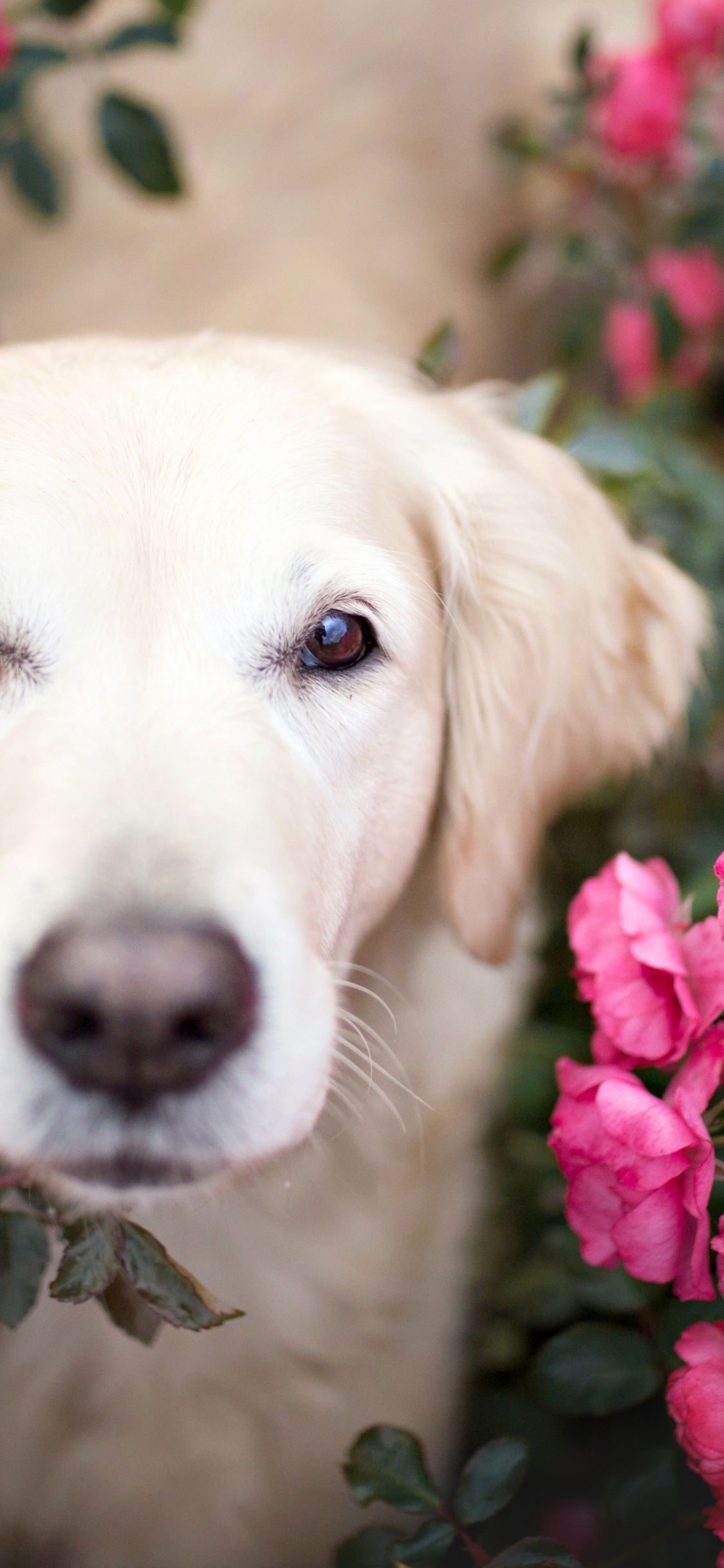 Обои золотистый ретривер розы, золотистый ретривер, щенок, собака папильон, кот в разрешении 1125x2436