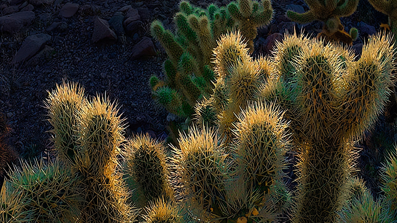 Обои растительность, Брекетинг по фокусу, пейзаж, растение, растительное сообщество в разрешении 1280x720