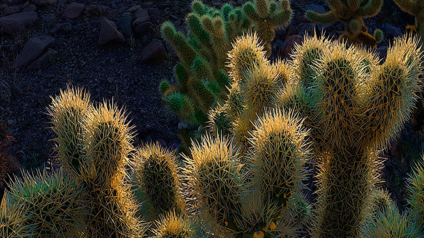 Обои растительность, Брекетинг по фокусу, пейзаж, растение, растительное сообщество в разрешении 1366x768