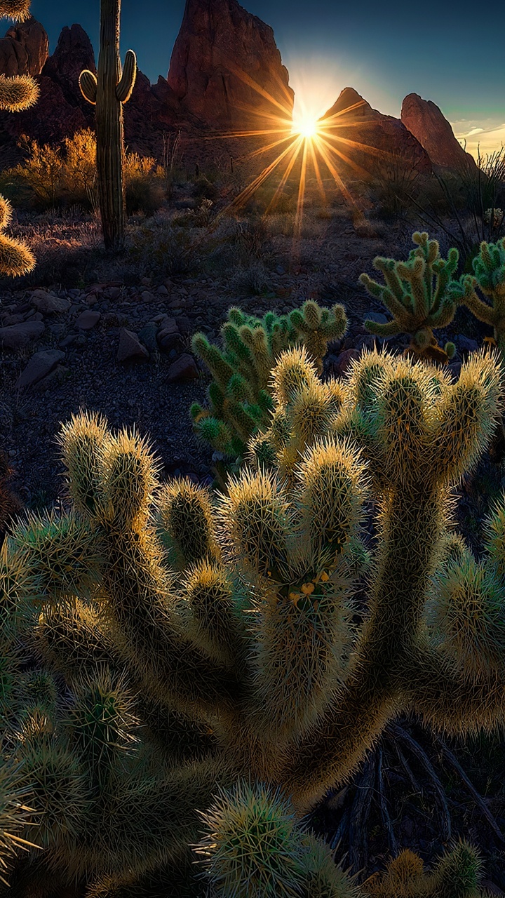 Обои растительность, Брекетинг по фокусу, пейзаж, растение, растительное сообщество в разрешении 720x1280