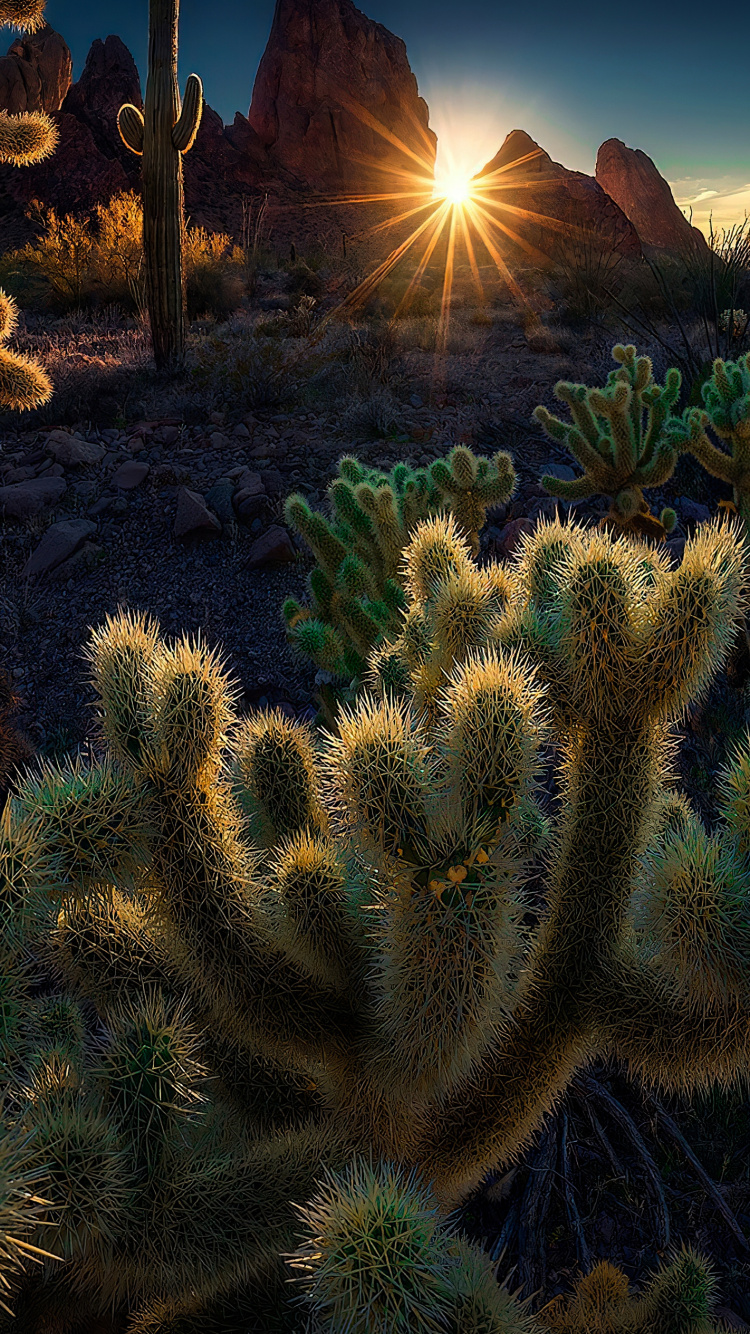 Обои растительность, Брекетинг по фокусу, пейзаж, растение, растительное сообщество в разрешении 750x1334