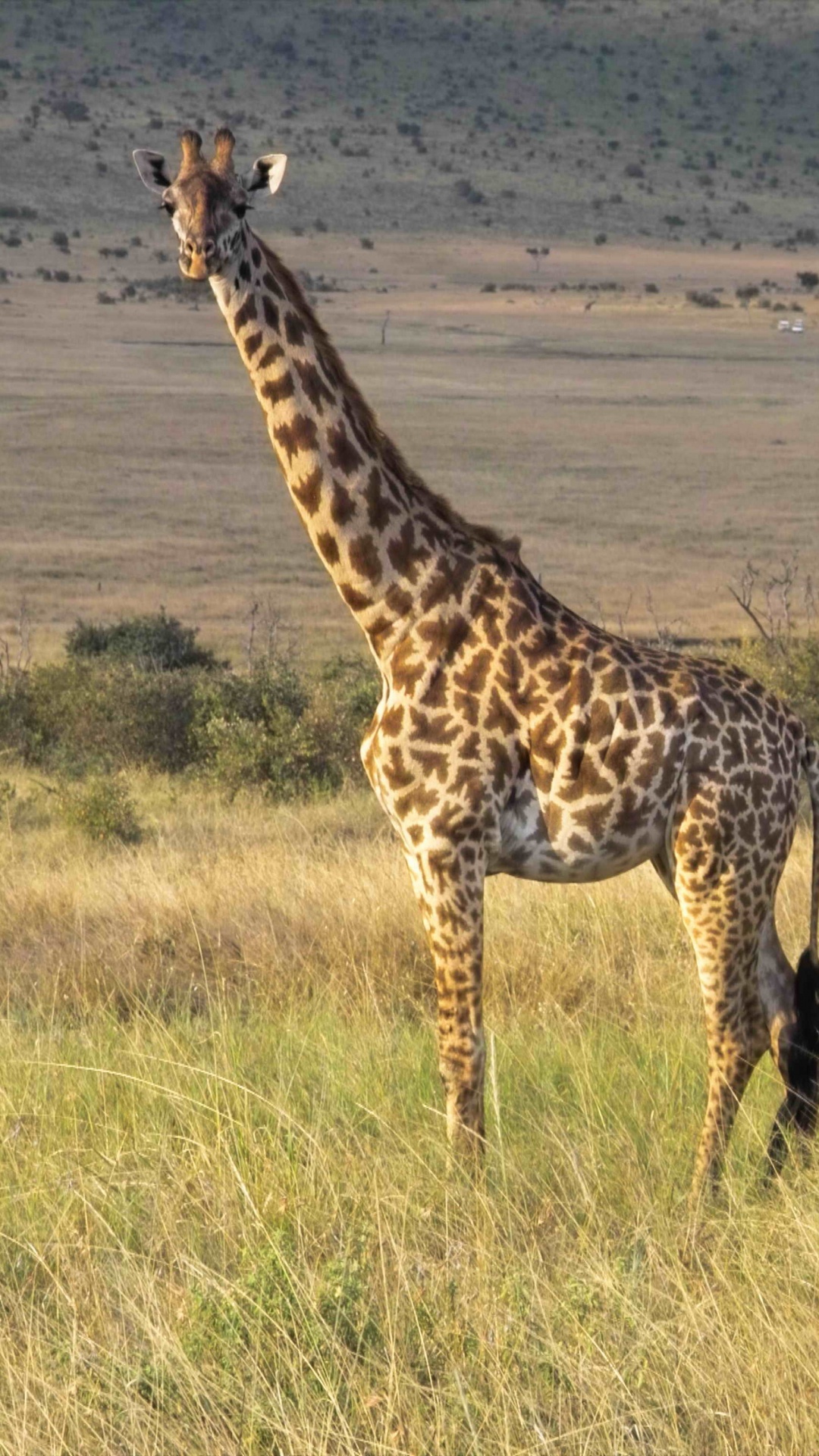 Обои Северный жираф, живая природа, наземные животные, Жираф, жирафовые в разрешении 1080x1920