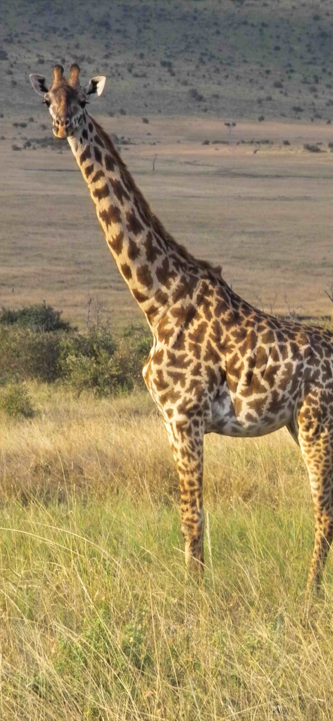 Обои Северный жираф, живая природа, наземные животные, Жираф, жирафовые в разрешении 1125x2436