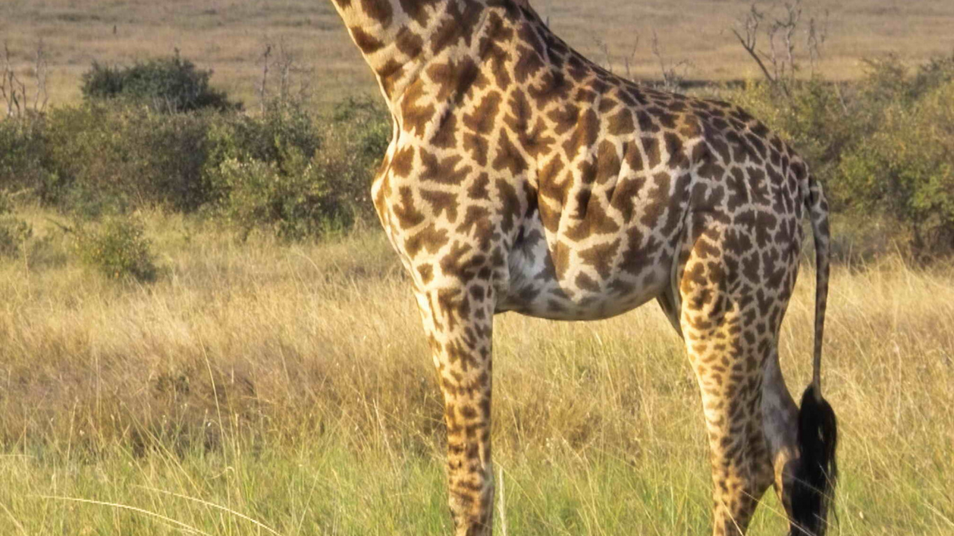 Обои Северный жираф, живая природа, наземные животные, Жираф, жирафовые в разрешении 1366x768