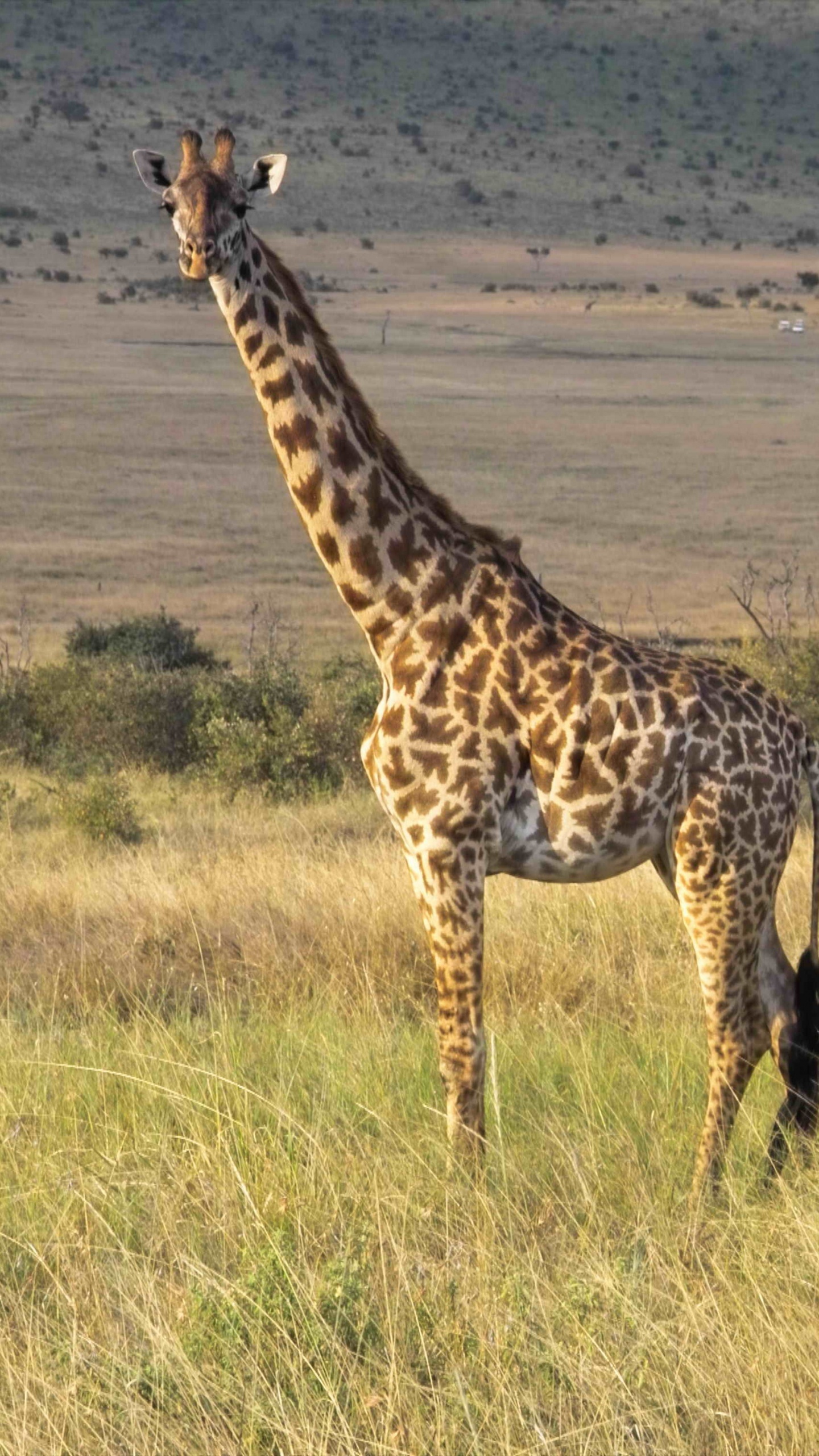 Обои Северный жираф, живая природа, наземные животные, Жираф, жирафовые в разрешении 1440x2560