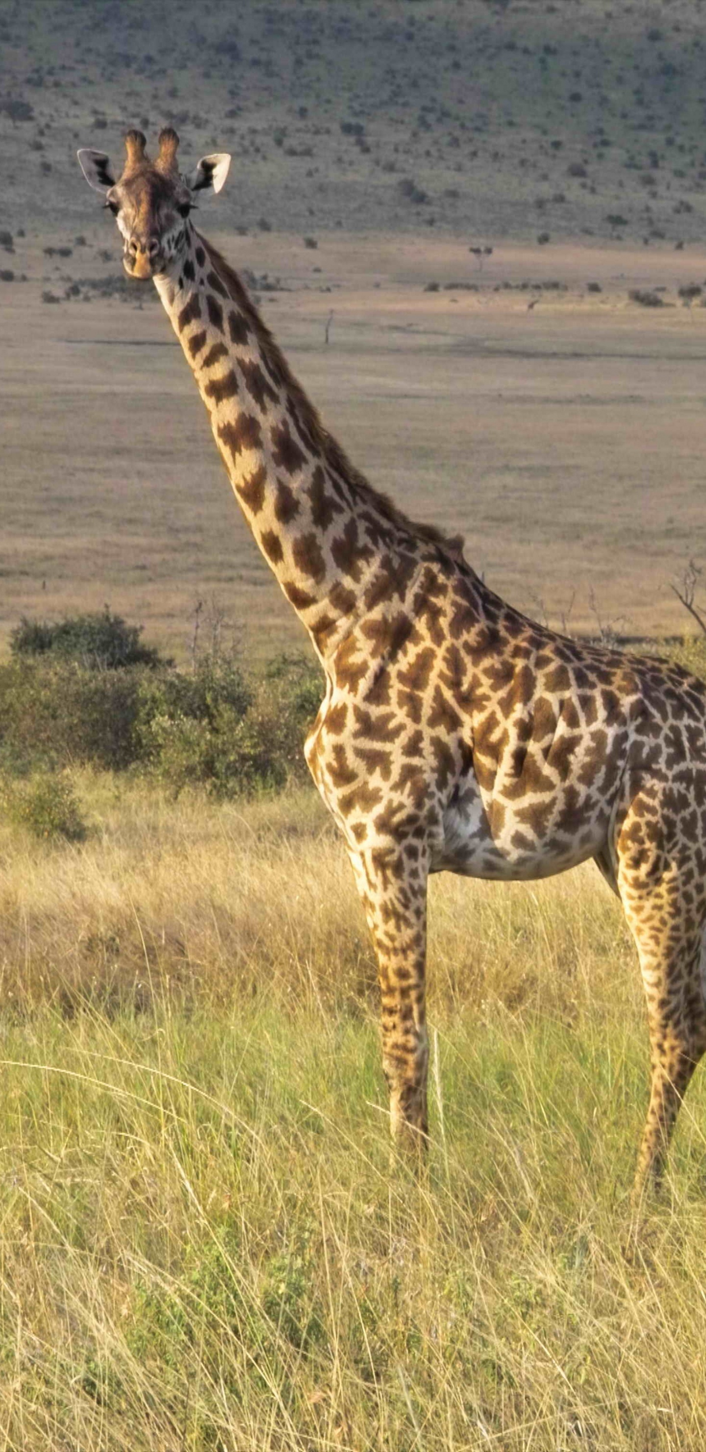 Обои Северный жираф, живая природа, наземные животные, Жираф, жирафовые в разрешении 1440x2960