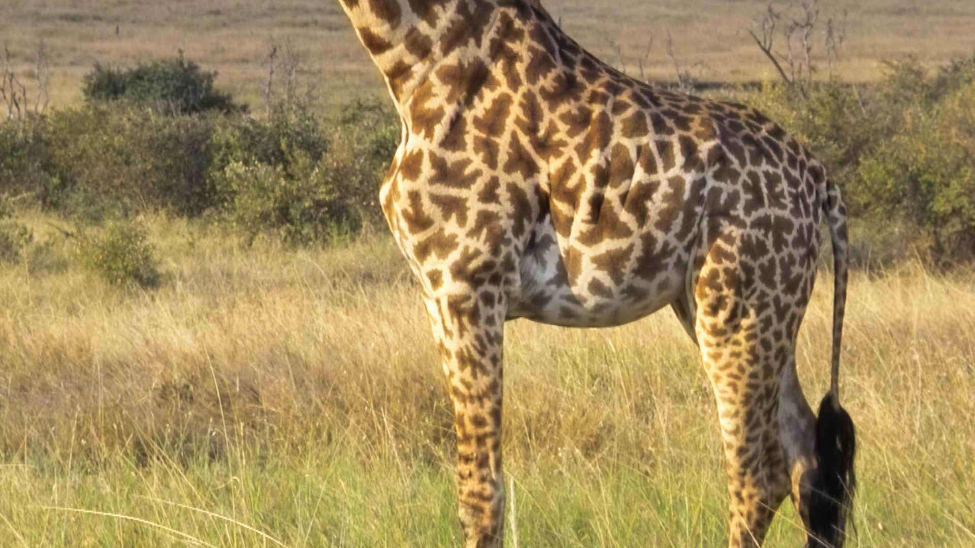 Обои Северный жираф, живая природа, наземные животные, Жираф, жирафовые в разрешении 1920x1080