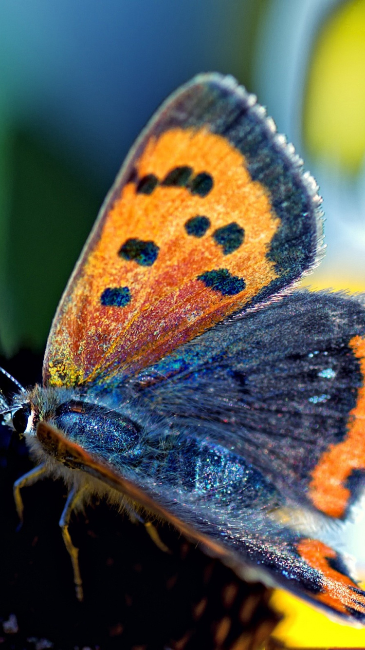 Обои насекомое, мотыльки и бабочки, бабочка, беспозвоночных, lycaenid в разрешении 750x1334