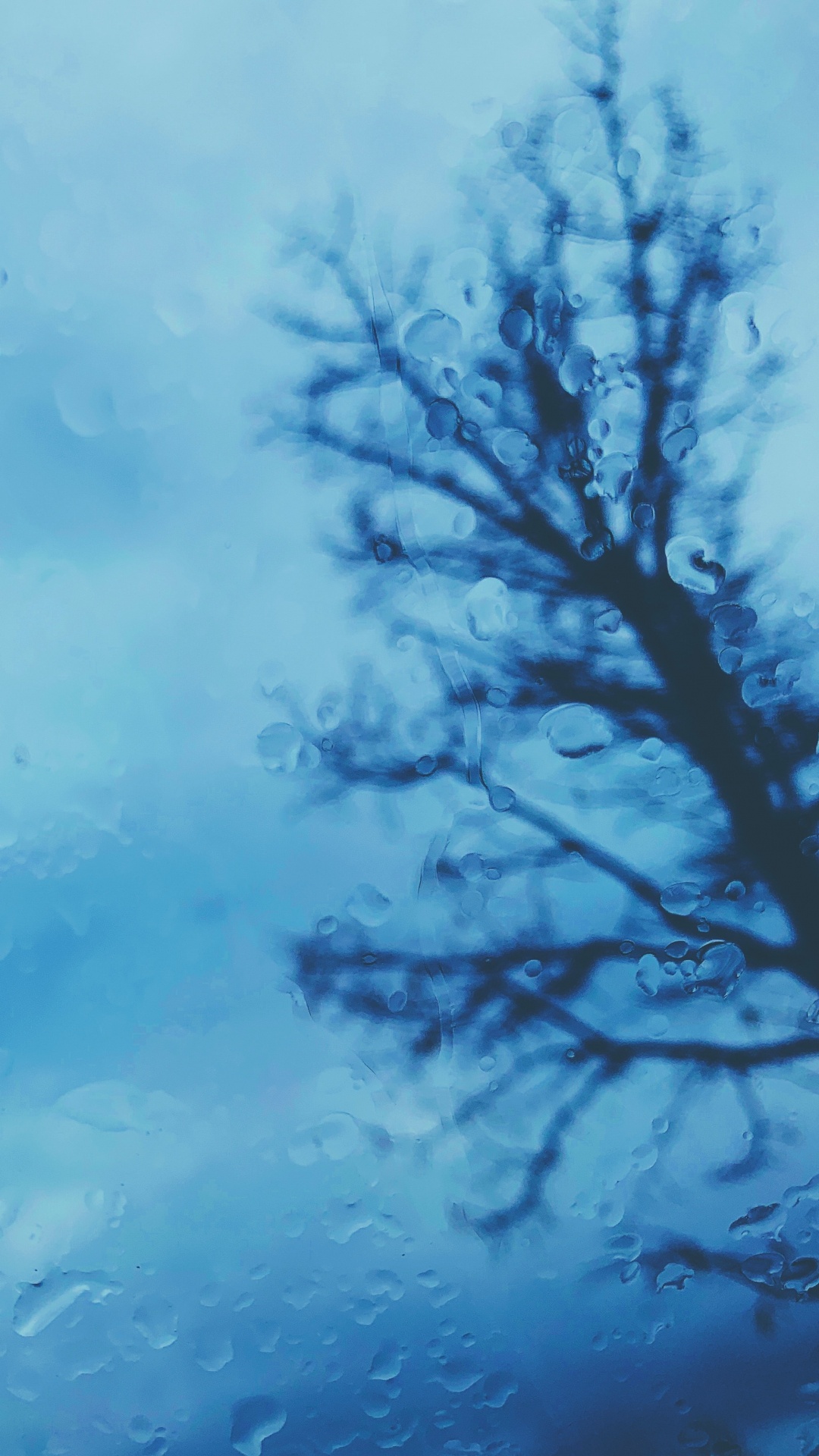 Обои древесные растения, синий, дерево, вода, ветвь в разрешении 1080x1920