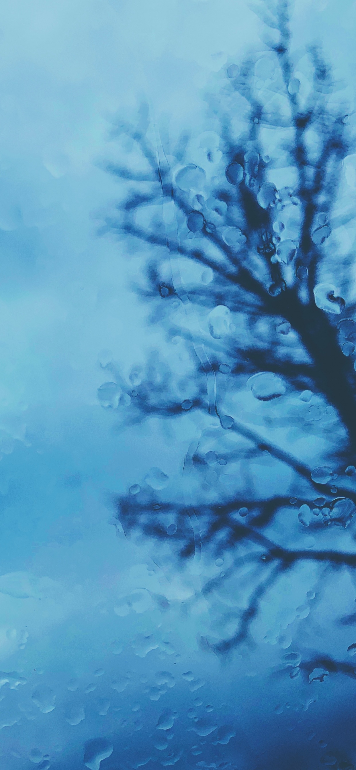 Обои древесные растения, синий, дерево, вода, ветвь в разрешении 1242x2688