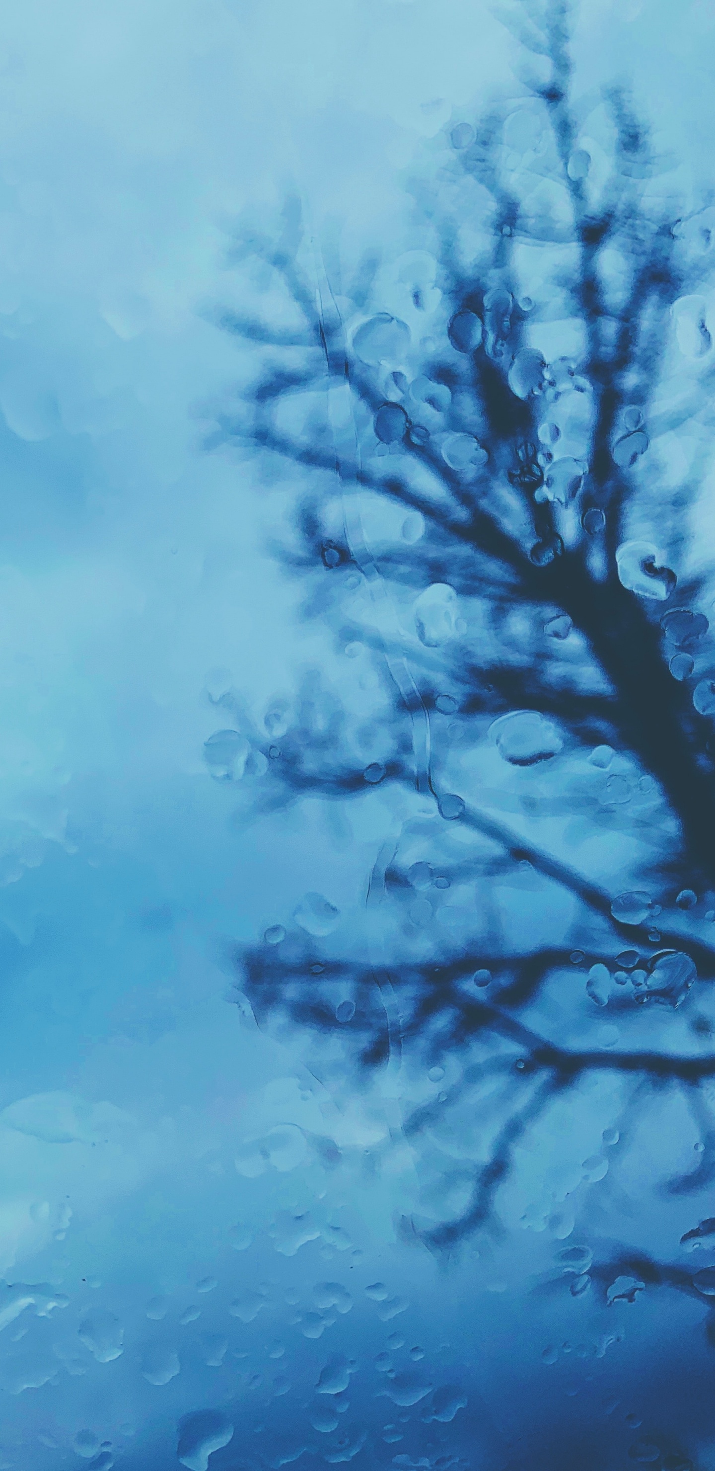 Обои древесные растения, синий, дерево, вода, ветвь в разрешении 1440x2960