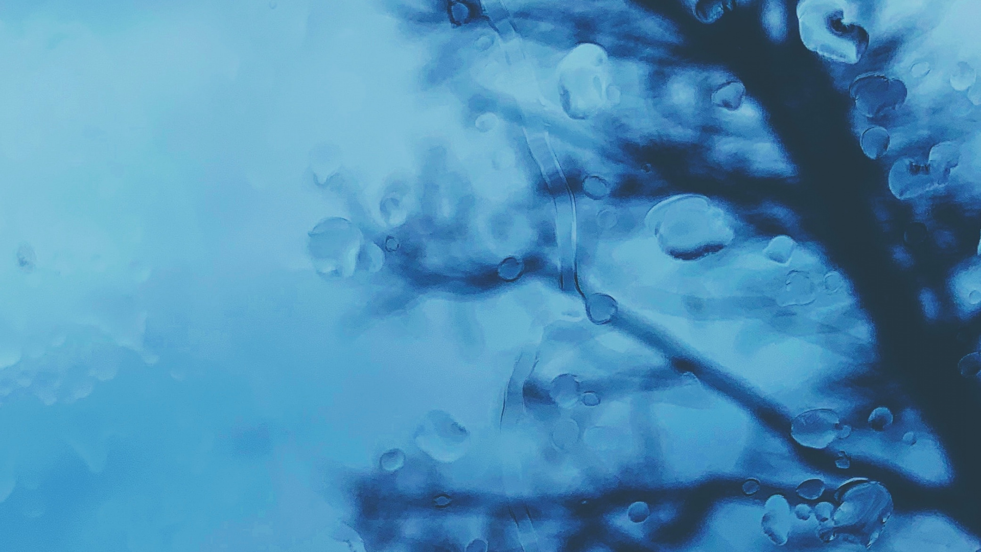 Обои древесные растения, синий, дерево, вода, ветвь в разрешении 1920x1080