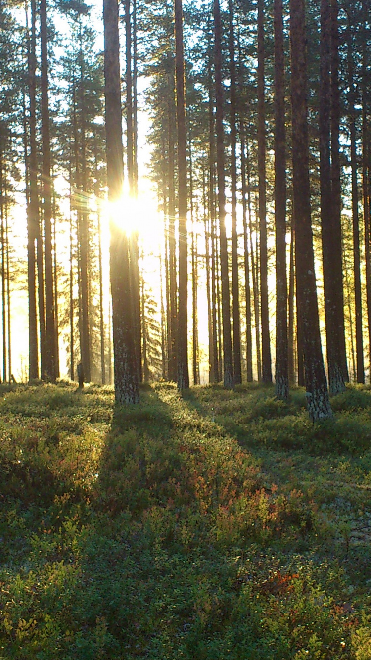 Обои лесистая местность, ель, роща, лес, хвойными лесами в разрешении 750x1334