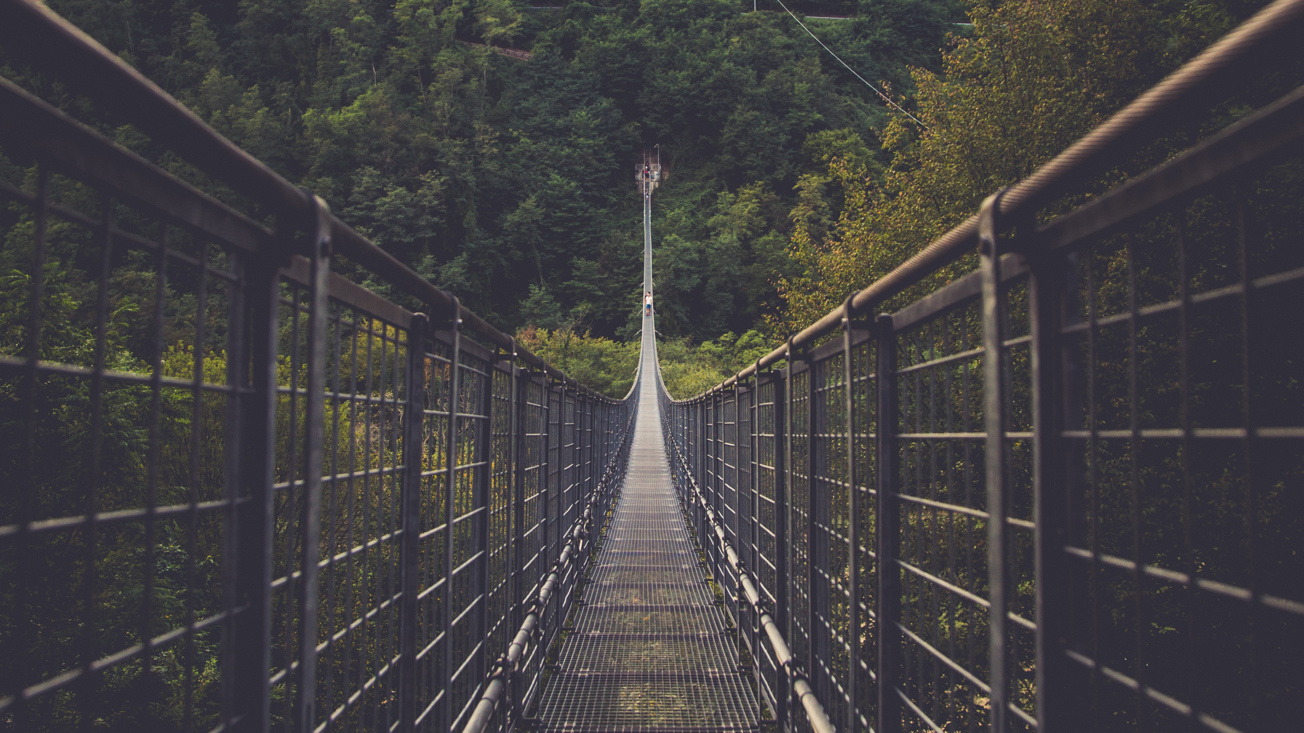 Обои мост, подвесной мост, линия, дерево, природа в разрешении 2560x1440