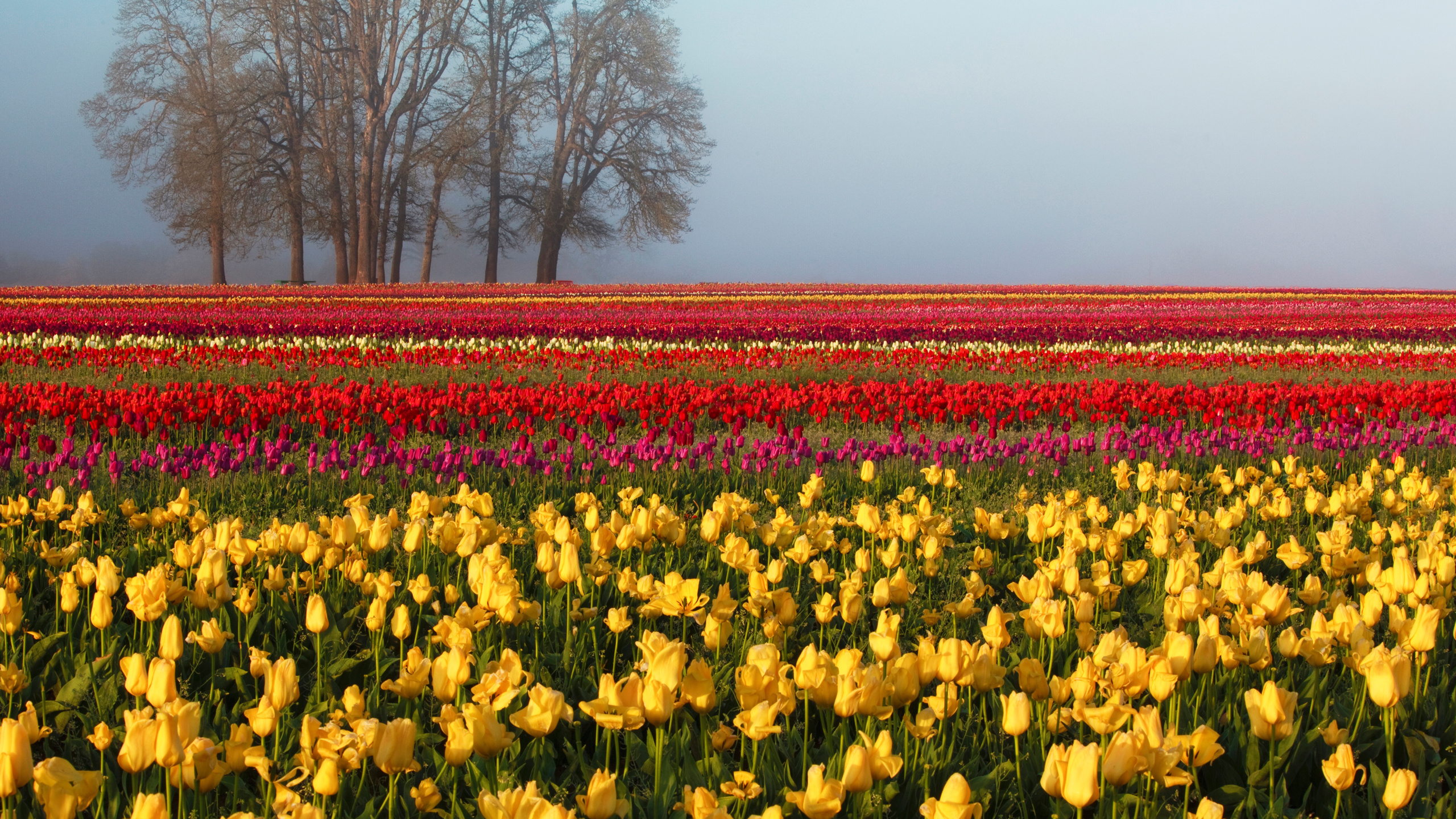 Обои тюльпаны, цветок, поле, растение, весна в разрешении 2560x1440