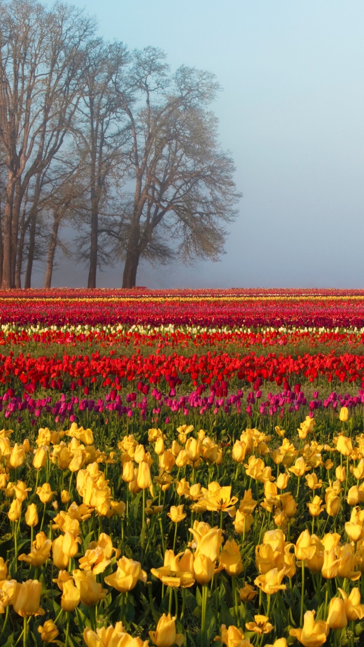 Обои тюльпаны, цветок, поле, растение, весна в разрешении 720x1280
