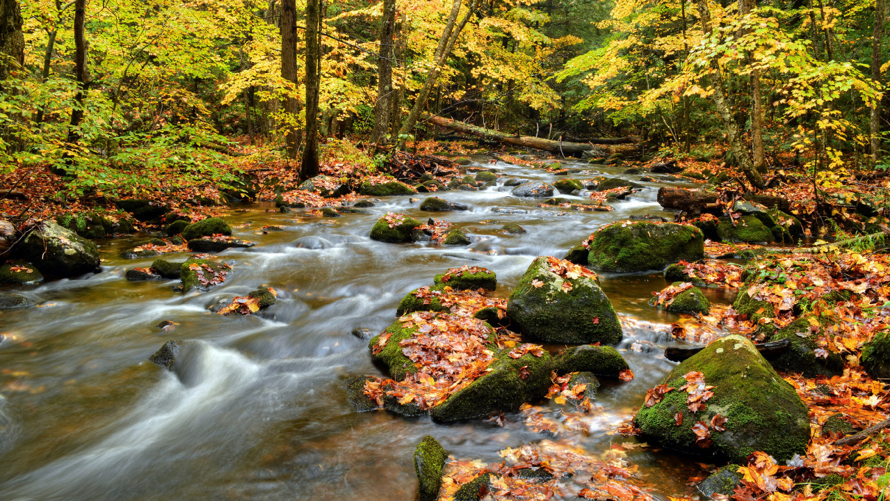 Обои природный заповедник, реки, природа, лист, водоток в разрешении 1280x720