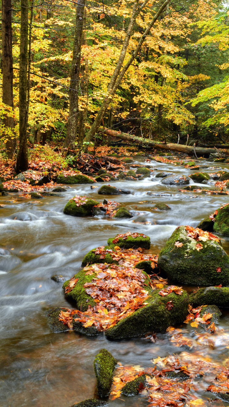 Обои природный заповедник, реки, природа, лист, водоток в разрешении 750x1334