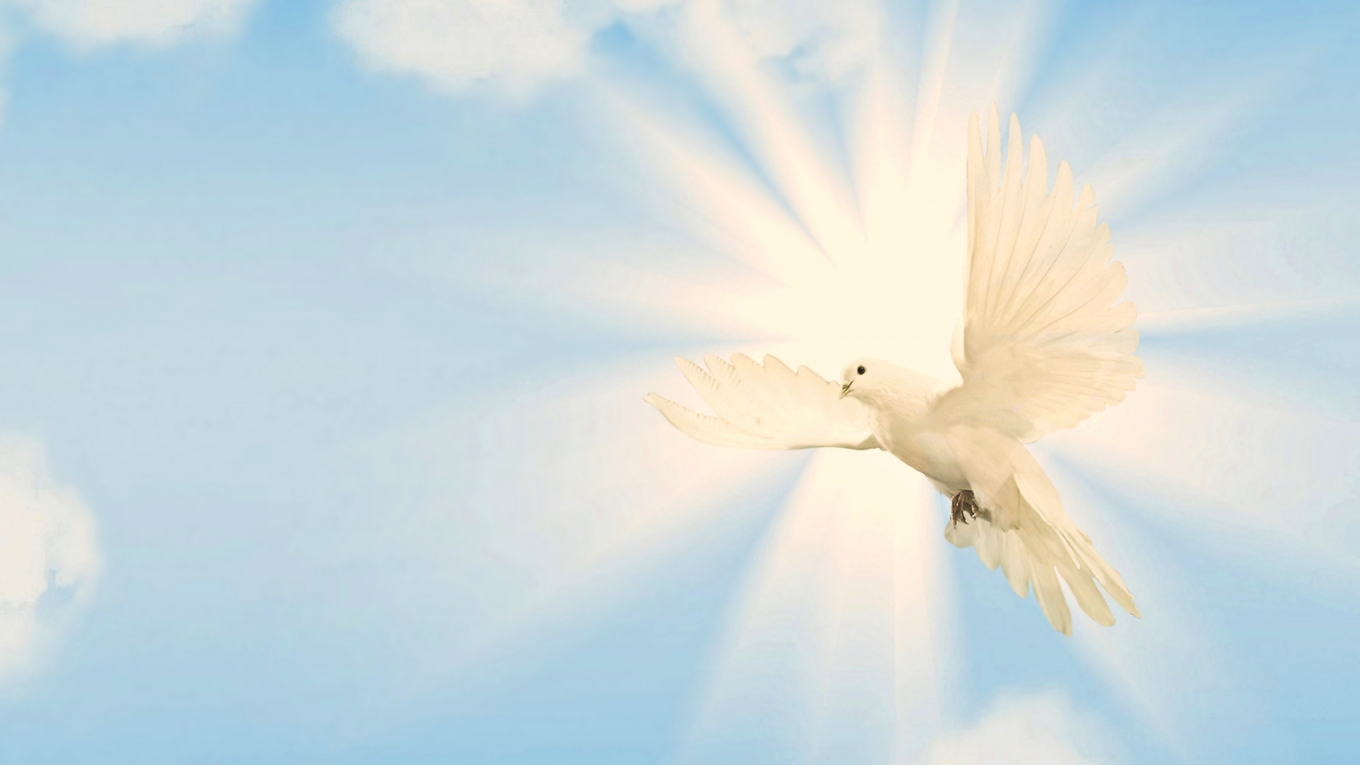 Обои голубь в небе, белые, дневное время, облако, синий в разрешении 1920x1080