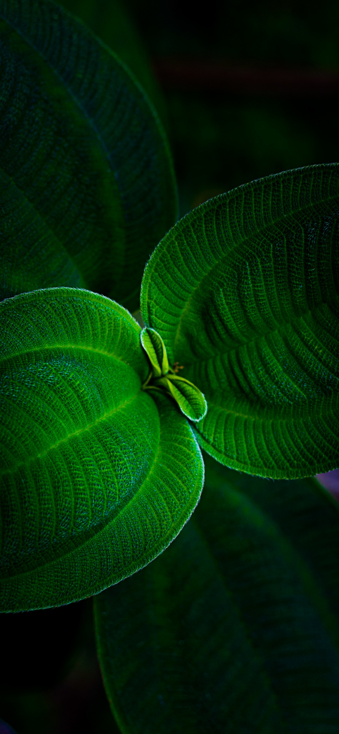 Обои лист, растение, наземное растение, природный ландшафт, симметрия в разрешении 1125x2436