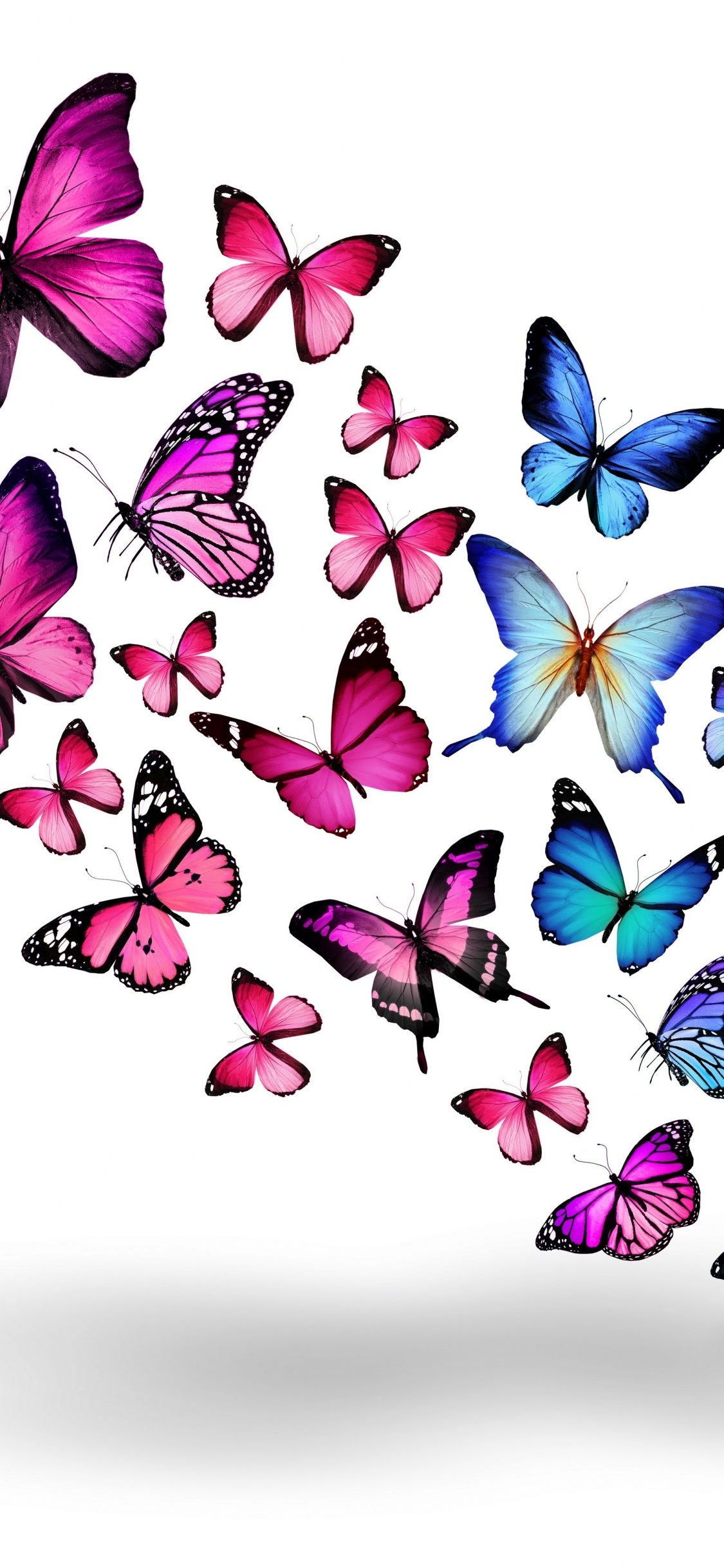 Обои бабочка, пурпур, мотыльки и бабочки, насекомое, опылитель в разрешении 1125x2436
