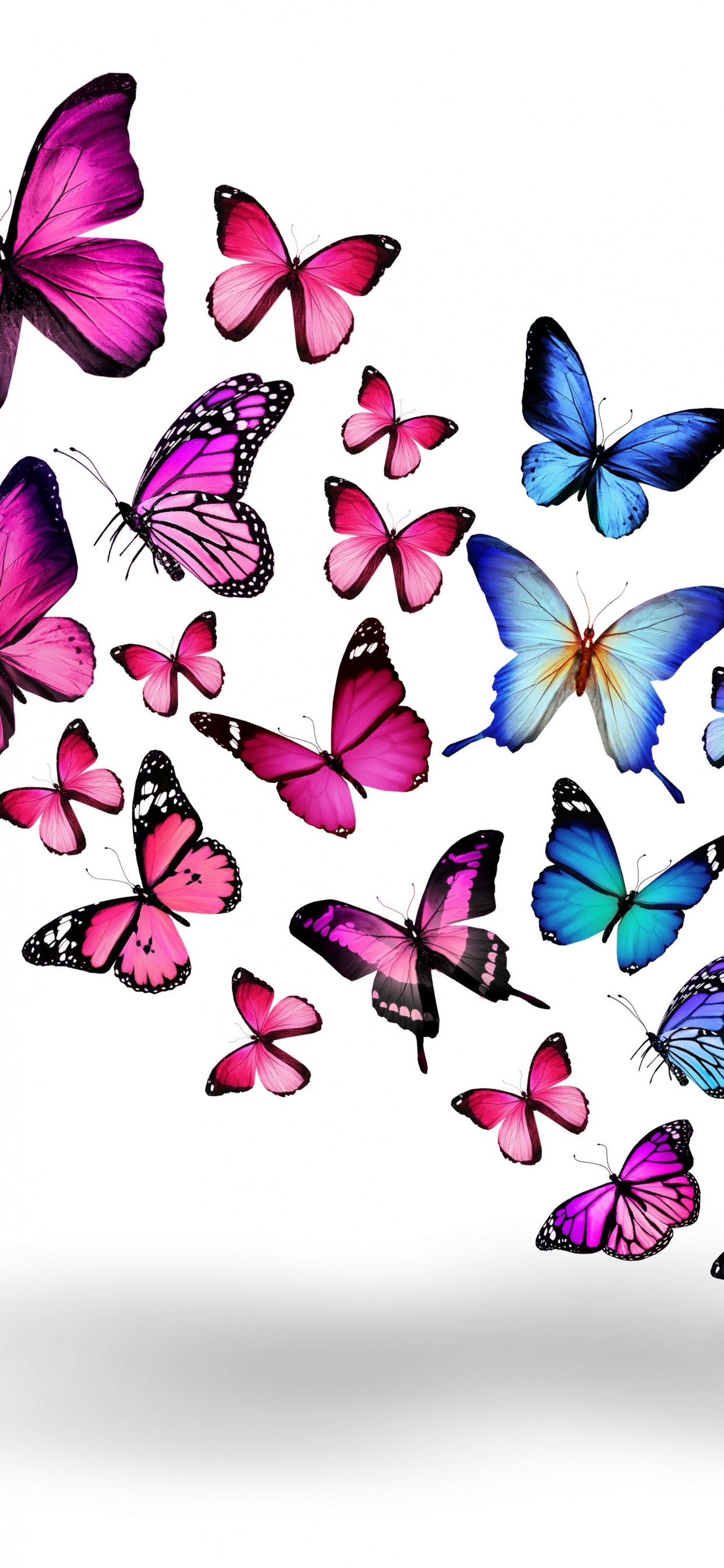 Обои бабочка, пурпур, мотыльки и бабочки, насекомое, опылитель в разрешении 1242x2688