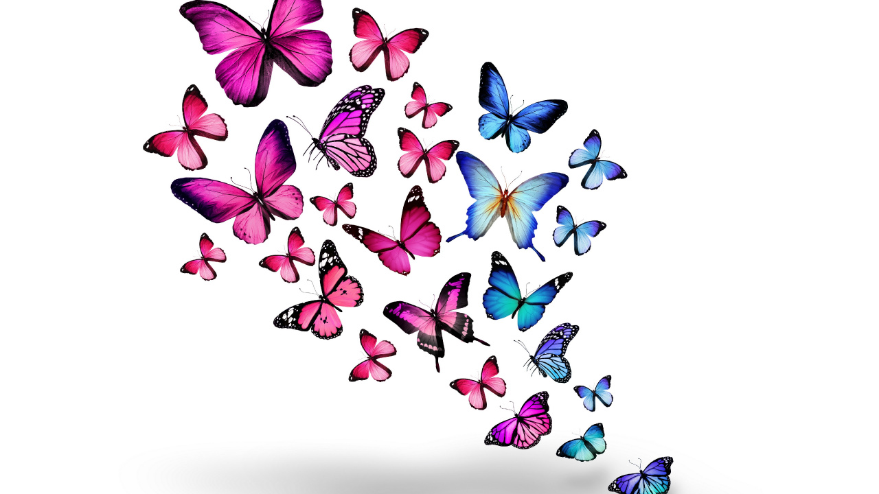 Обои бабочка, пурпур, мотыльки и бабочки, насекомое, опылитель в разрешении 1280x720
