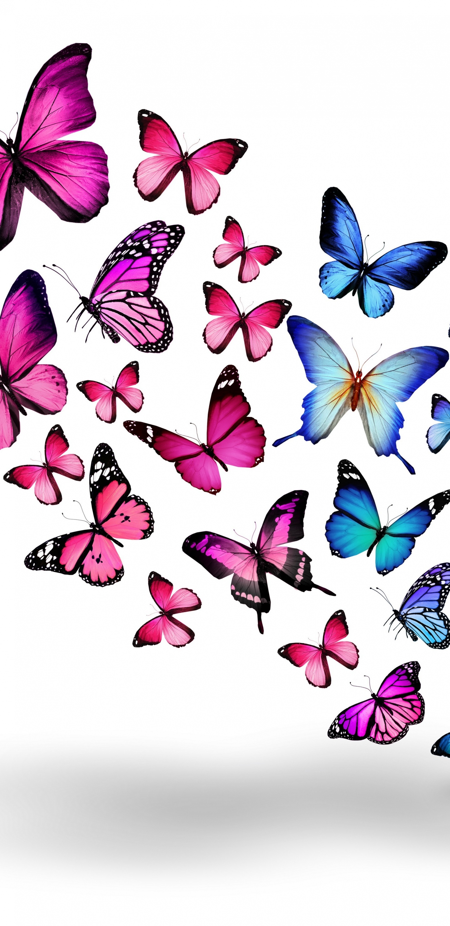 Обои бабочка, пурпур, мотыльки и бабочки, насекомое, опылитель в разрешении 1440x2960