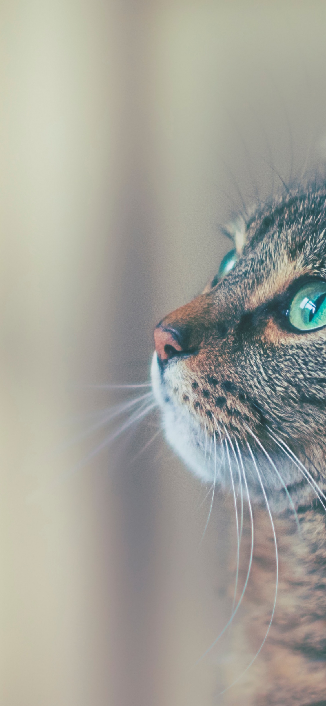 Обои кот, датский дог, ветеринарный врач, больница для животных, больница для животных в летающих облаках в разрешении 1125x2436