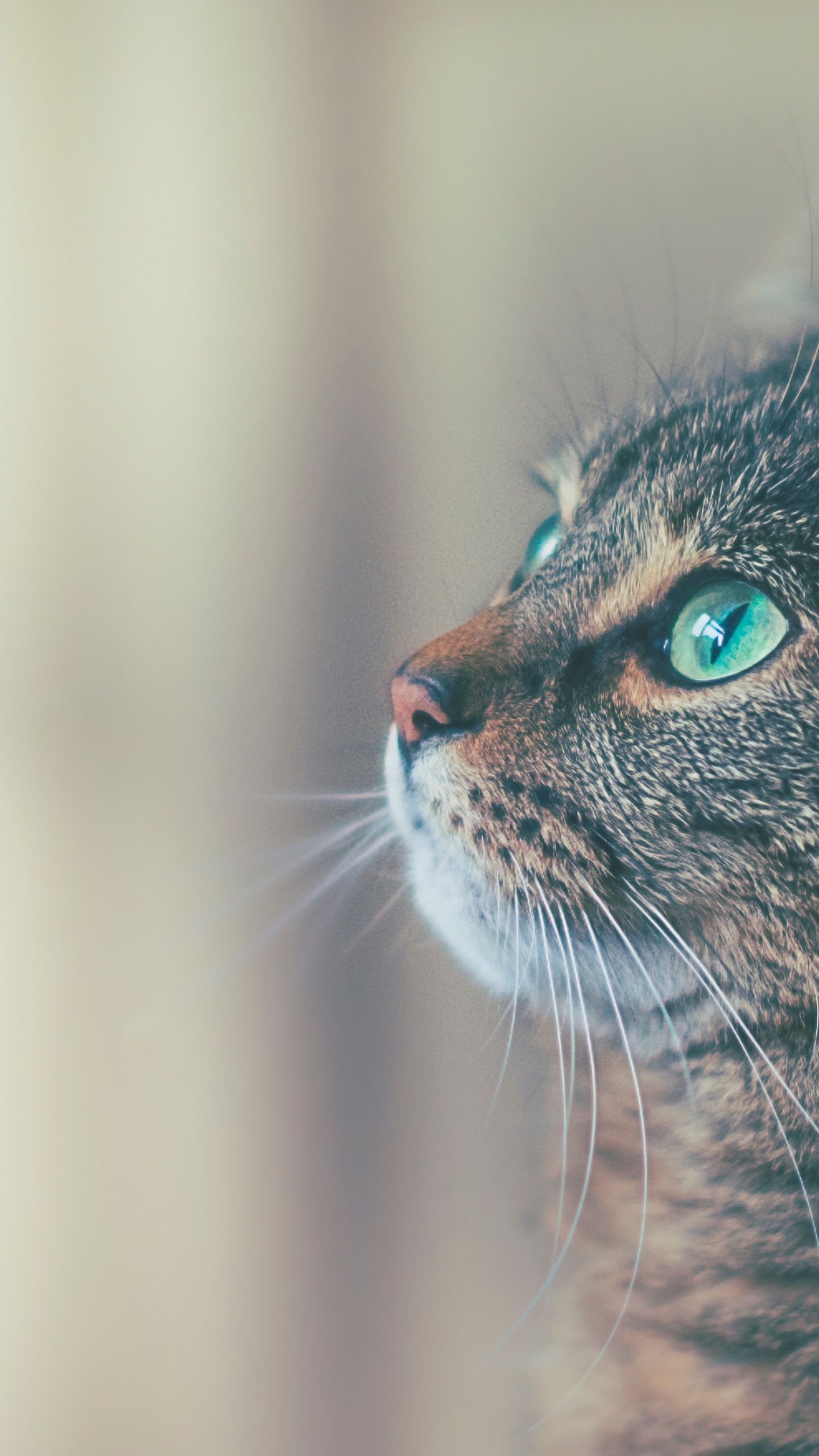 Обои кот, датский дог, ветеринарный врач, больница для животных, больница для животных в летающих облаках в разрешении 1440x2560