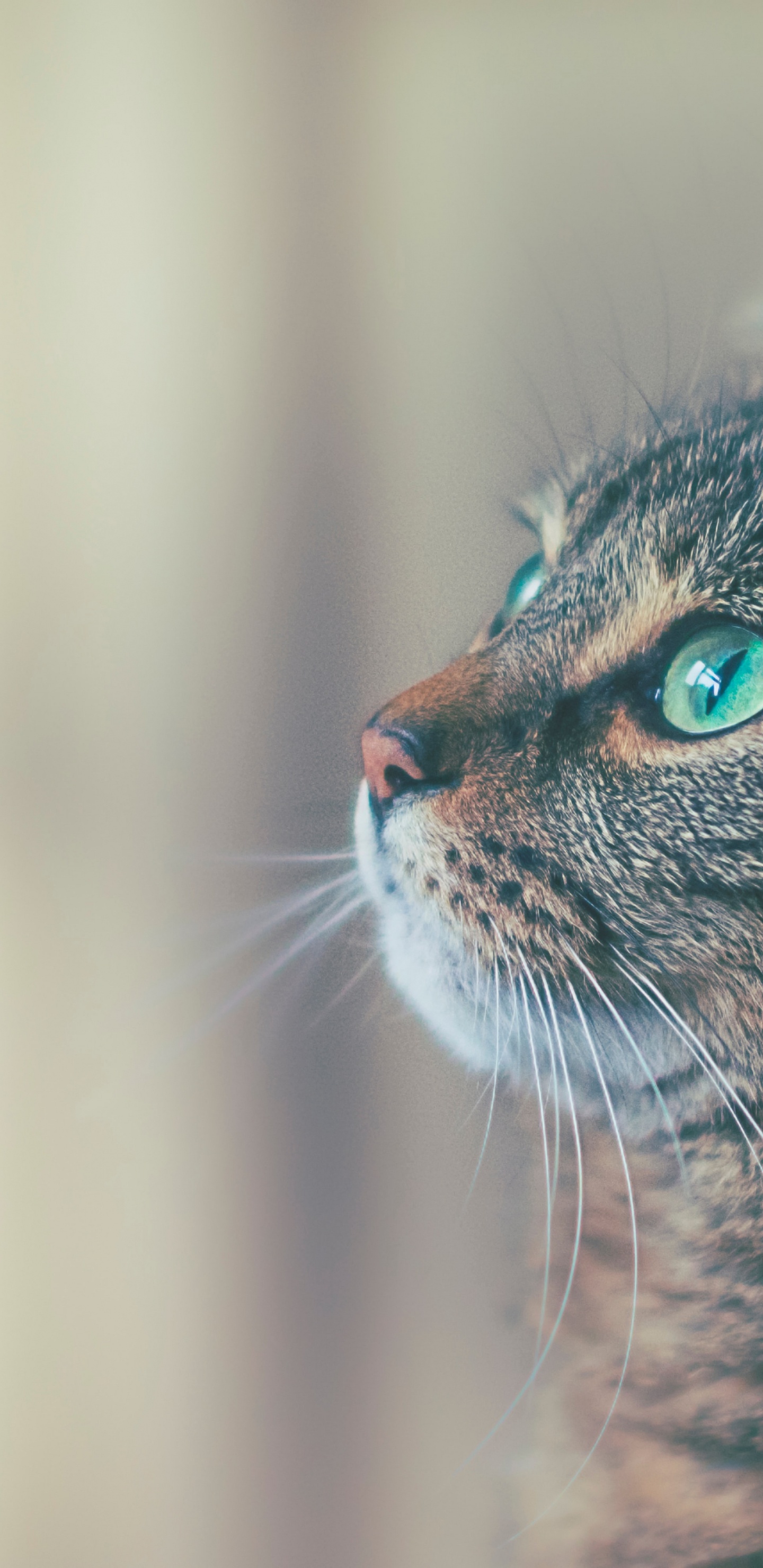 Обои кот, датский дог, ветеринарный врач, больница для животных, больница для животных в летающих облаках в разрешении 1440x2960