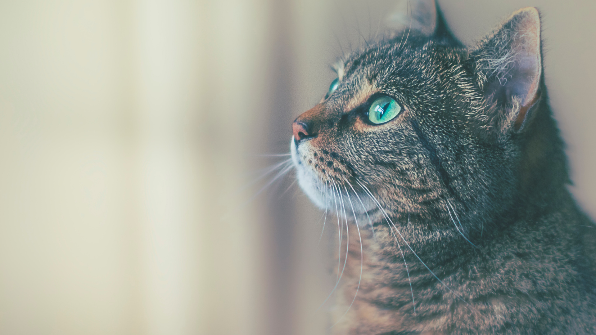 Обои кот, датский дог, ветеринарный врач, больница для животных, больница для животных в летающих облаках в разрешении 1920x1080