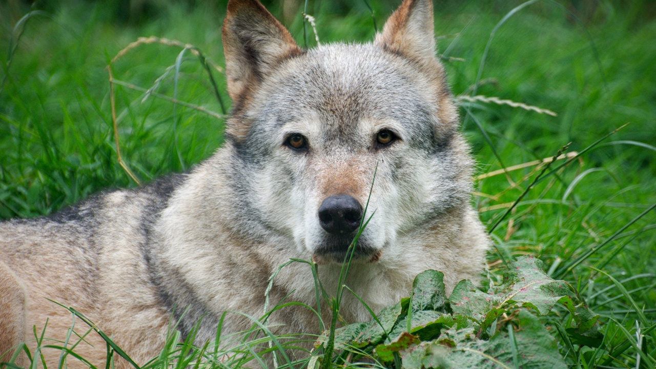 Обои арктический волк, чехословацкий влчак, волчьей собаки сарлоса, волкодав, куньмин влчак в разрешении 1280x720