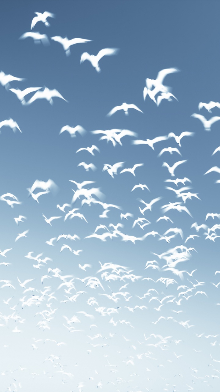 Обои миграция птиц, птица, дневное время, миграция животных, облако в разрешении 720x1280