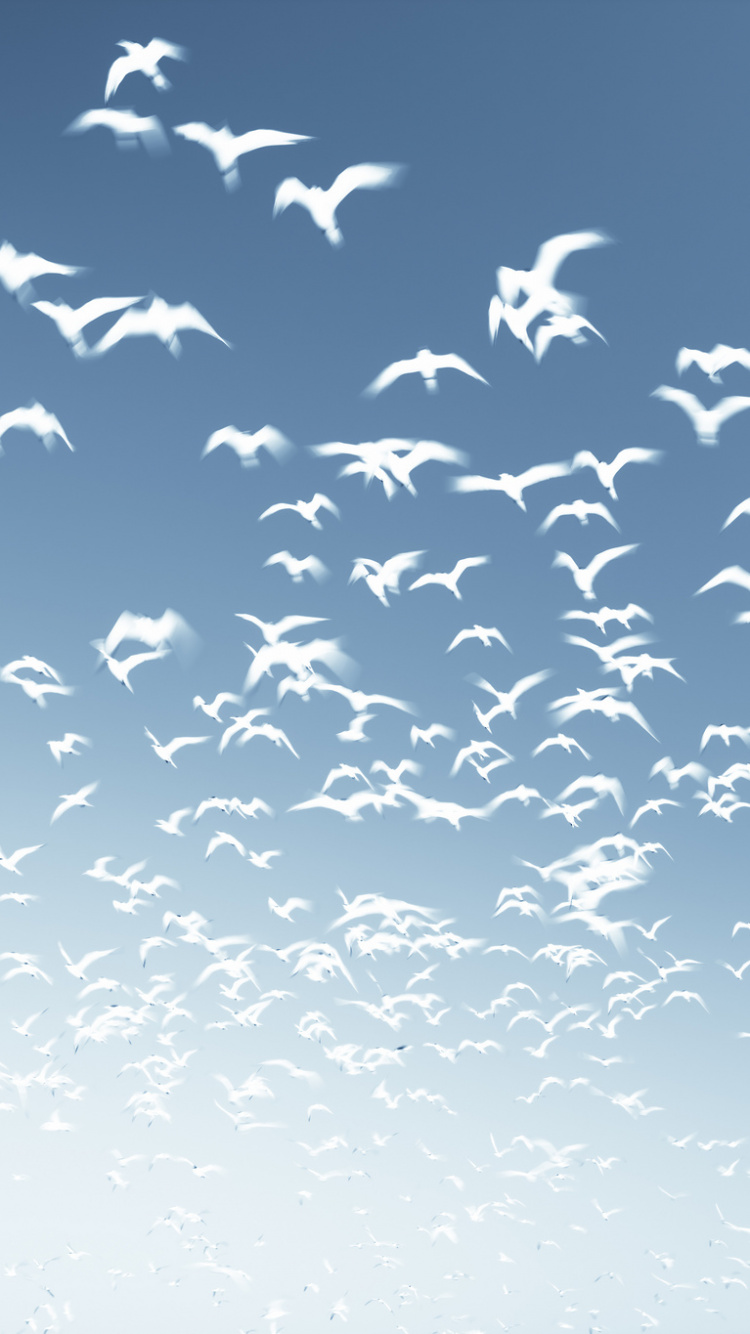 Обои миграция птиц, птица, дневное время, миграция животных, облако в разрешении 750x1334