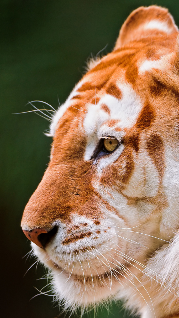 Обои золотой тигр, Ягуар, Дикая кошка, живая природа, тигр в разрешении 750x1334