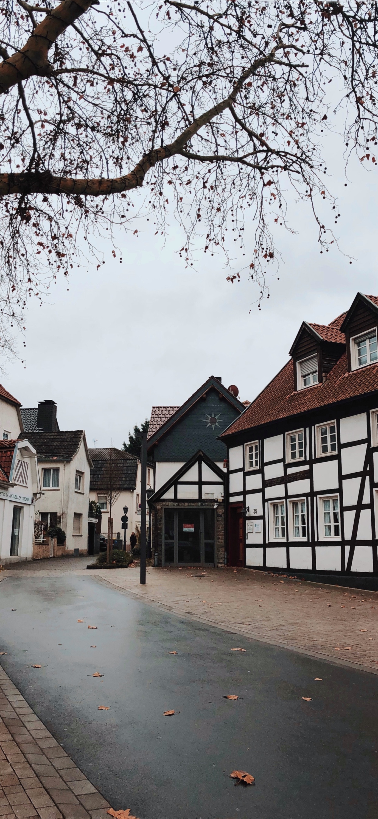 Обои дерево, наука, биология, окно, соседство в разрешении 1242x2688