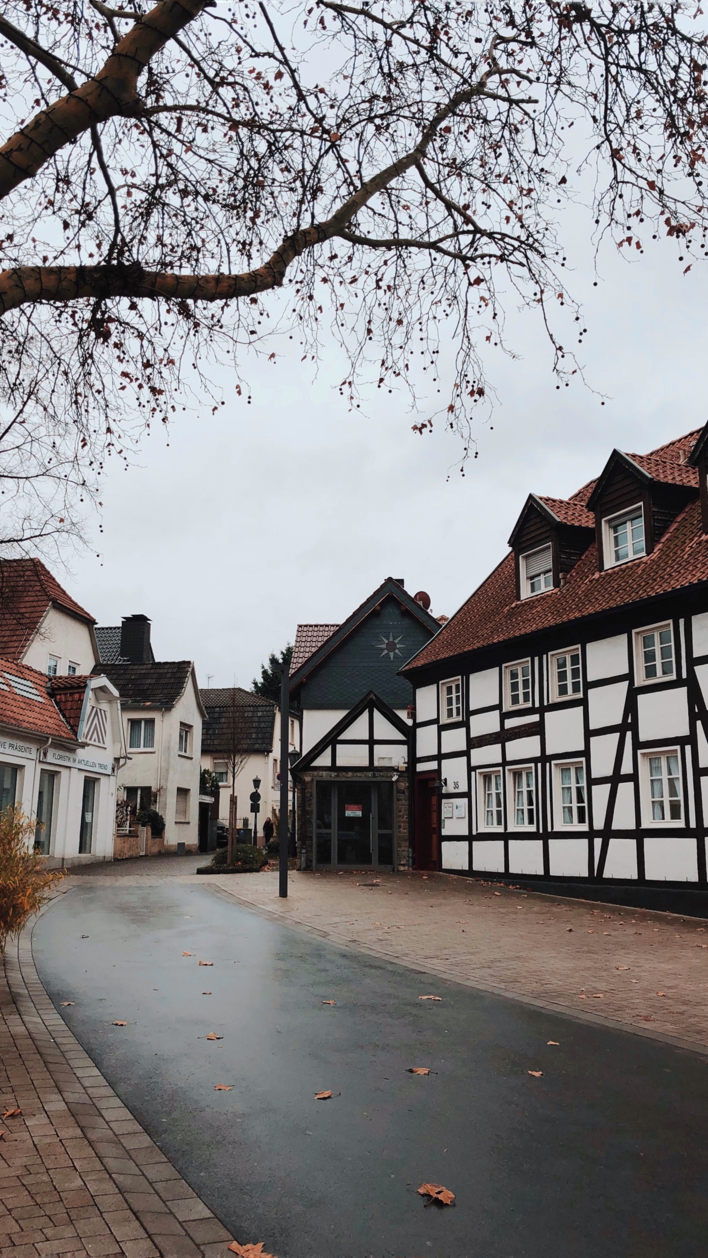 Обои дерево, наука, биология, окно, соседство в разрешении 1440x2560