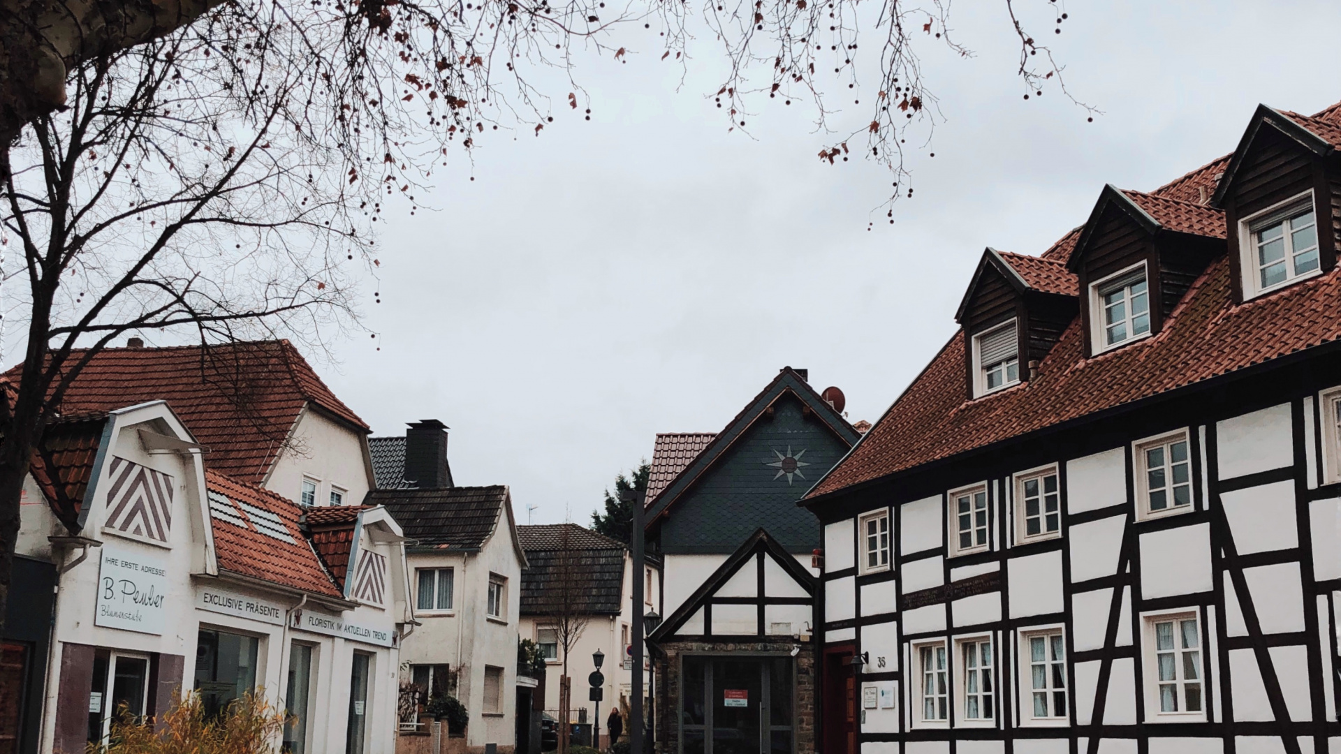 Обои дерево, наука, биология, окно, соседство в разрешении 1920x1080