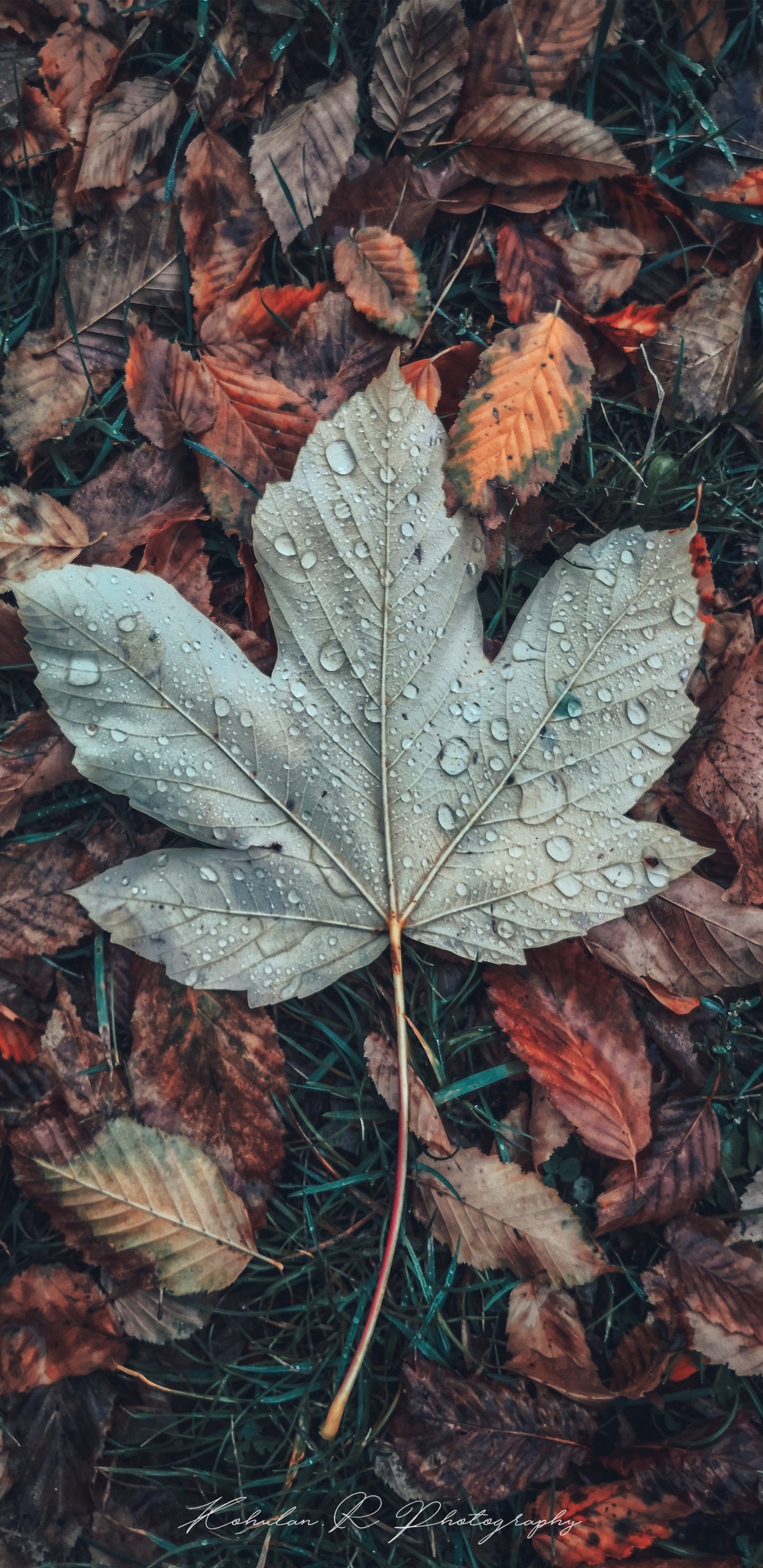 Обои лист, живопись, осень, дерево, коричневый цвет в разрешении 1440x2960