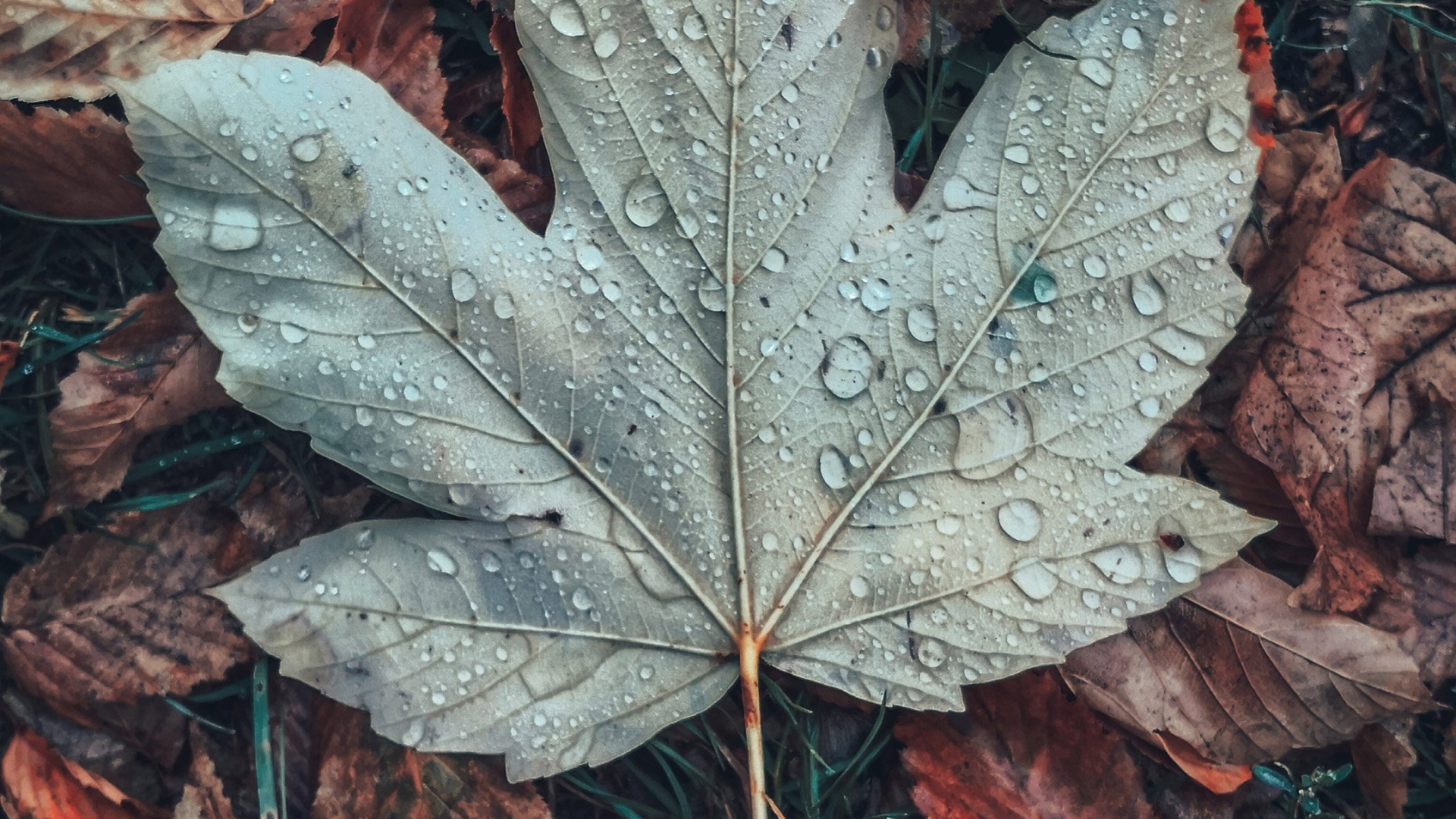 Обои лист, живопись, осень, дерево, коричневый цвет в разрешении 1920x1080