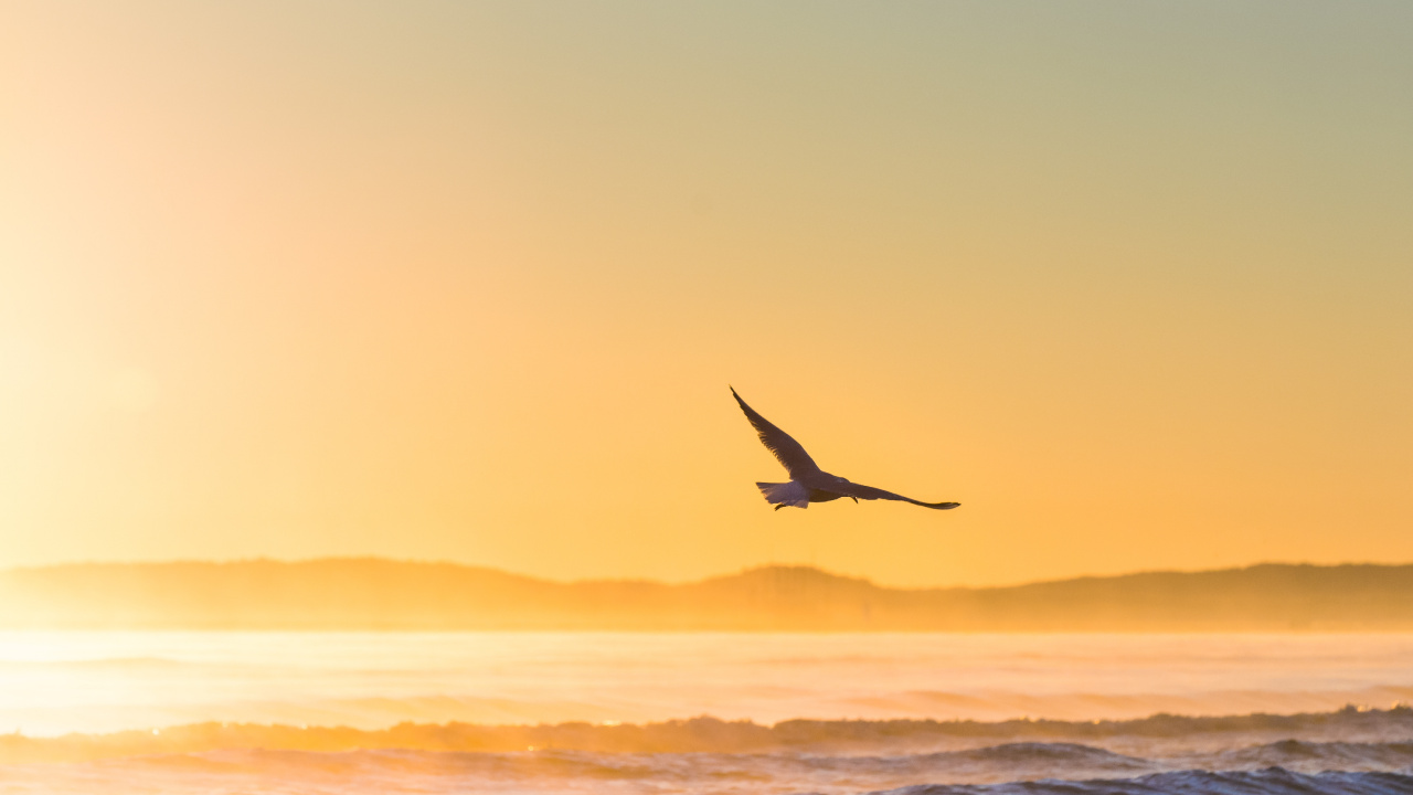 Обои птица, море, закат, океан, горизонт в разрешении 1280x720