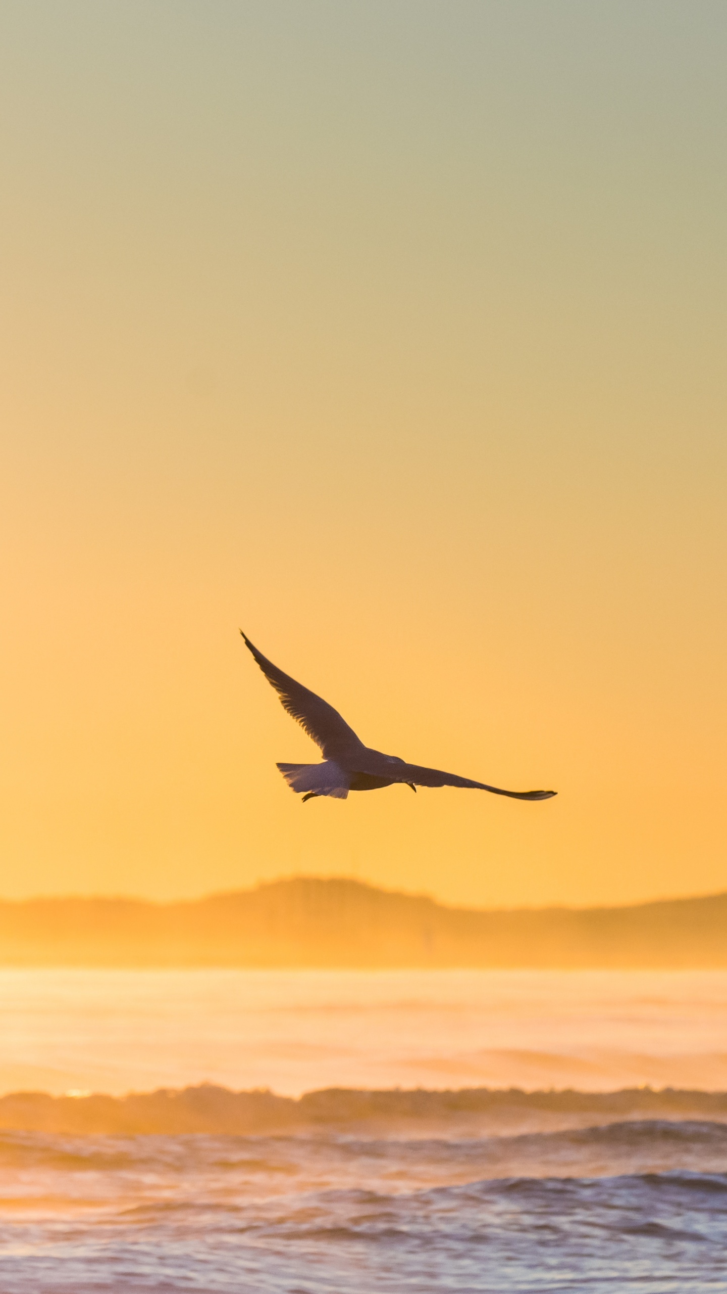 Обои птица, море, закат, океан, горизонт в разрешении 1440x2560