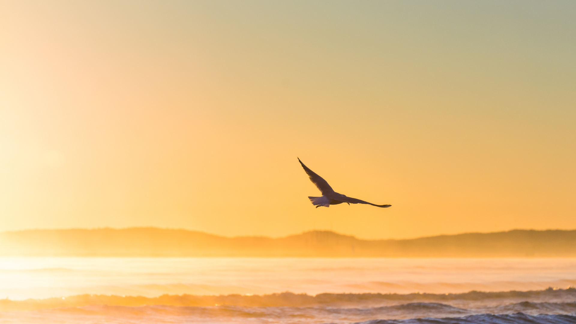 Обои птица, море, закат, океан, горизонт в разрешении 1920x1080