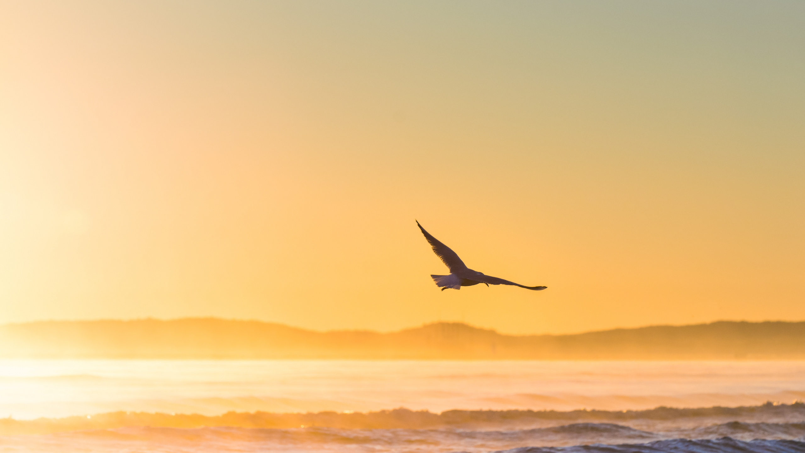Обои птица, море, закат, океан, горизонт в разрешении 2560x1440