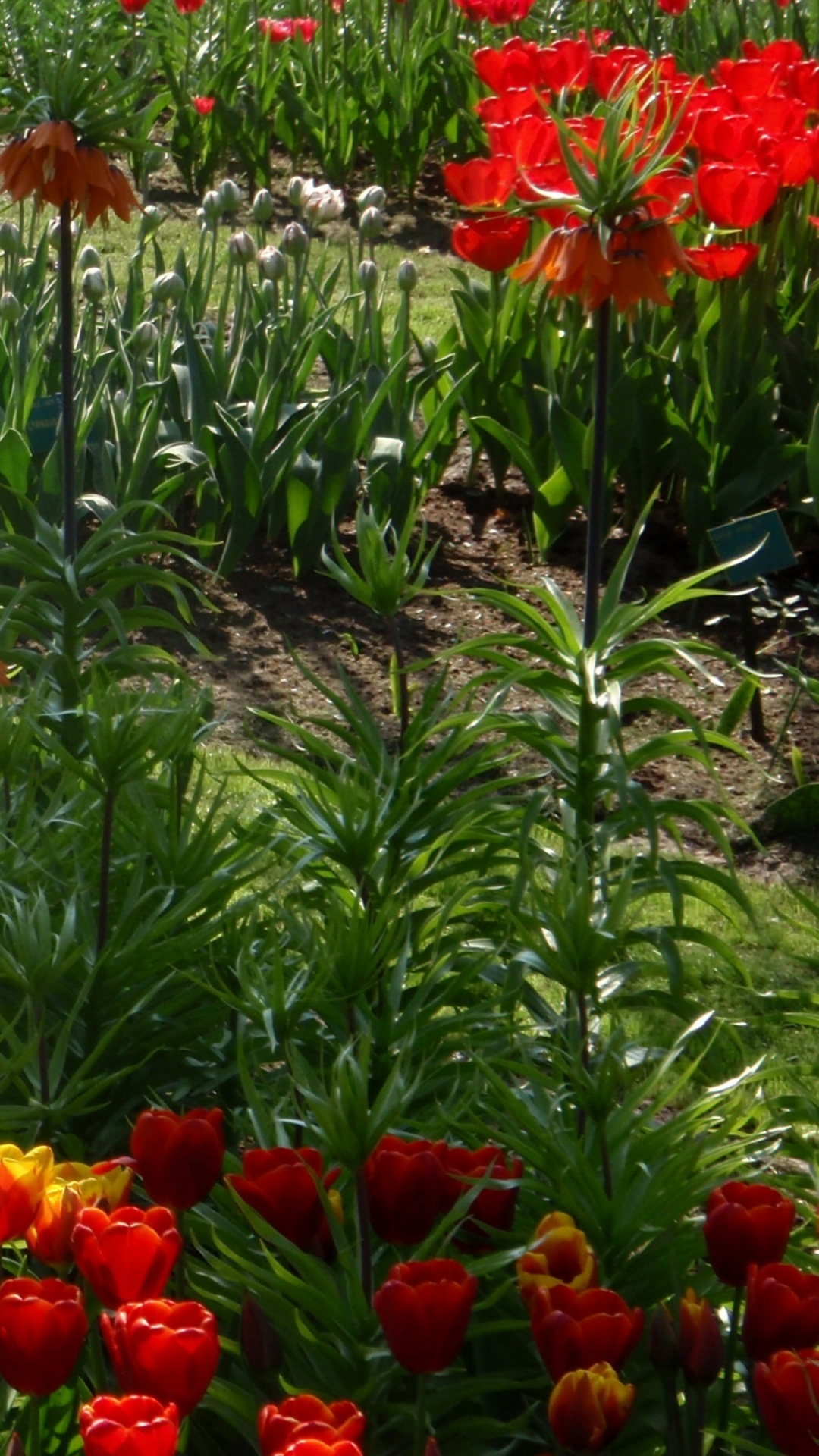 Обои кекенхоф, сад, цветник, тюльпаны, цветковое растение в разрешении 1080x1920